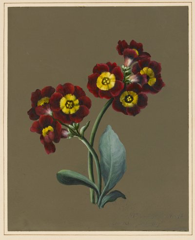 Red Primula Auricula, 1830 by Louise DOrleans